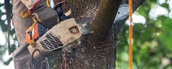 Best Fruit Tree Pruning  in San Carlos Park, FL