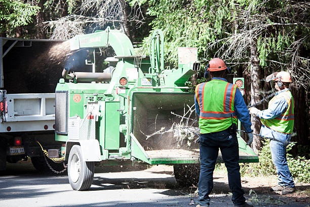 Best Tree Health Inspection  in San Carlos Park, FL